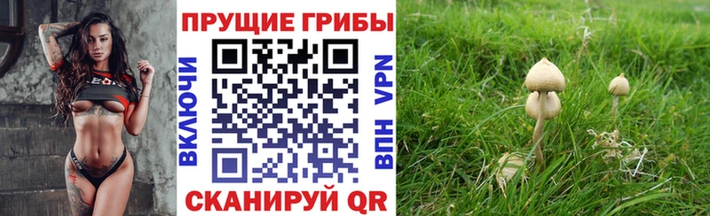 Псилоцибиновые грибы Cubensis  Юрьев-Польский 